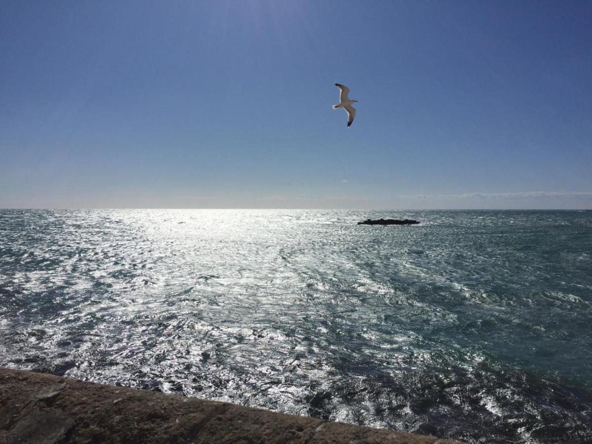 Lunaspina غالّيبولي المظهر الخارجي الصورة