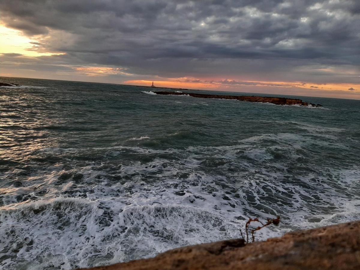 Lunaspina غالّيبولي المظهر الخارجي الصورة