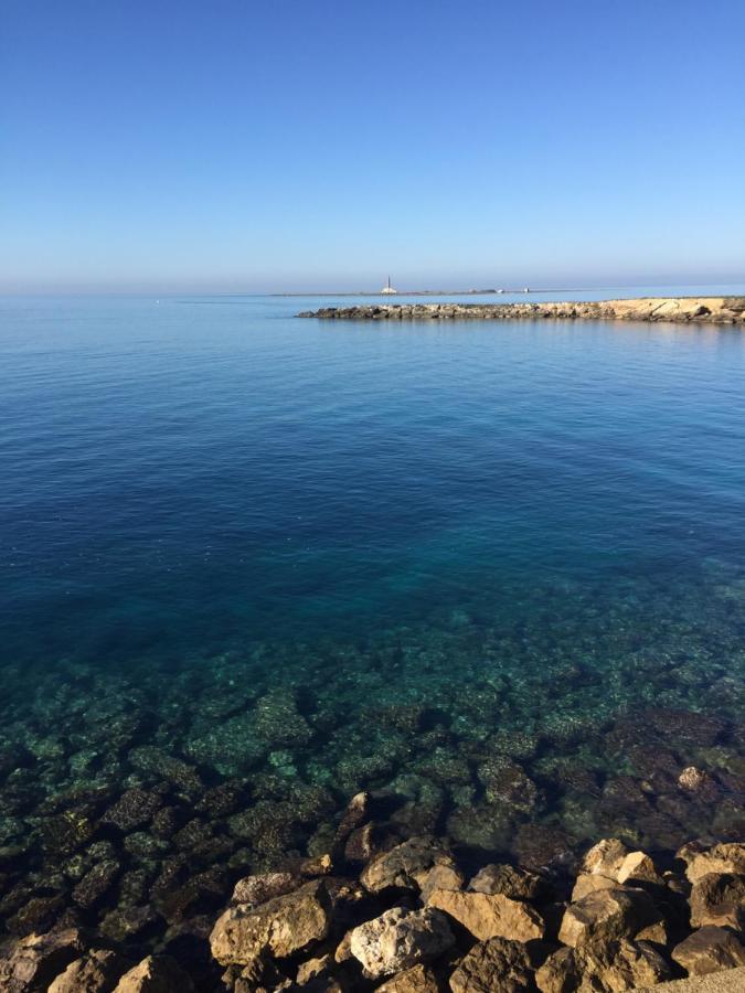 Lunaspina غالّيبولي المظهر الخارجي الصورة
